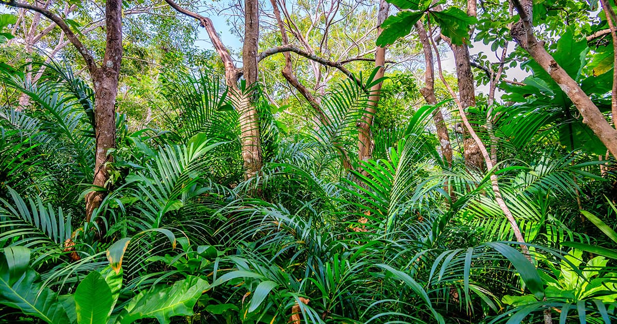 Afrian Tropical Vegetation